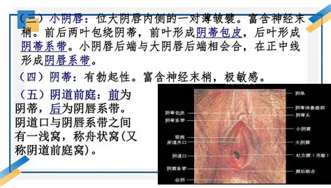 生殖器女